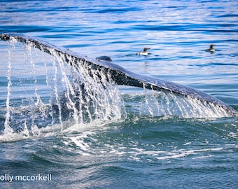 Humpback Whale Tail