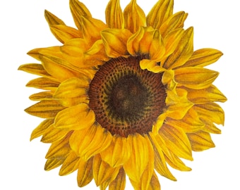 Sunflower - Fine Art Print