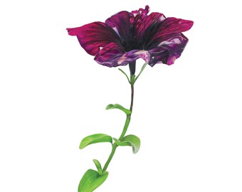 Petunia - Fine Art Print