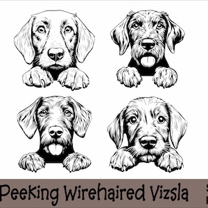 Peeking Wirehaired Vizsla SVG und PNG Bundle Peeking Paws, Hunderasse K-9 Tier Haustier Welpe Canine Pedigree Logo Digitaler Download