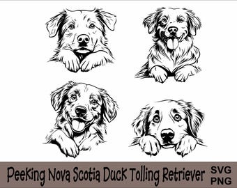 Nova Scotia Duck Tolling Retriever SVG und PNG Bundle Peeking Paws, Hunderasse K-9 Tier Haustier Welpe Canine Pedigree Logo Digital