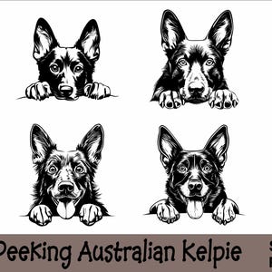 Australische kelpie gluren SVG en png-bundel gluren poten, hondenras K-9 dier huisdier puppy honden stamboom logo digitale download