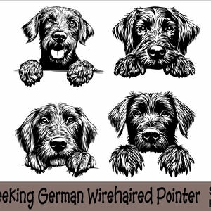 Kikande tysk strävhårig pekare SVG och PNG-paket kikar tassar, hundras K-9 djur husdjur valp hund stamtavla logotyp digital nedladdning