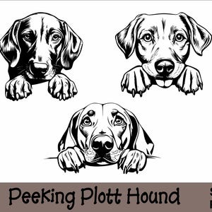 Plott Hound #2 Spähender Hund Jagd Glücklicher Welpe Pfoten ...
