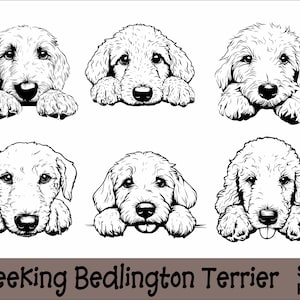 Peeking Bedlington Terrier SVG en PNG bundel Peeking Paws, hondenras K-9 dier huisdier puppy honden stamboom logo digitale download