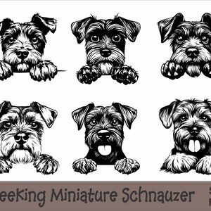 Pode incluir: Seis ilustrações em preto e branco de schnauzers miniatura espiando por cima de uma superfície. Os schnauzers são desenhados em um estilo realista com pelos e expressões faciais detalhadas. O texto "Peeking Miniature Schnauzer" está na parte inferior da imagem.