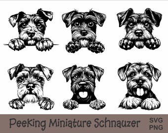 Op de afbeelding: Zes zwart-wit illustraties van dwergschnauzers die over een oppervlak kijken. De schnauzers zijn realistisch getekend met gedetailleerd haar en gezichtsuitdrukkingen. De tekst "Peeking Miniature Schnauzer" staat onderaan de afbeelding.