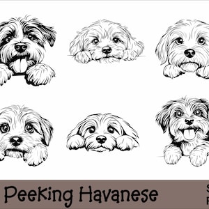 Peeking Havanese SVG and PNG Bundle | Peeking Paws, Dog Breed, K-9, Animal Pet, Puppy Canine Pedigree, Digital Download