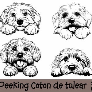 Pacote SVG e PNG de Coton de tulear Peeking Paws, Raça de cachorro K-9 Animal de estimação Filhote de cachorro Canino Pedigree Logo Download digital