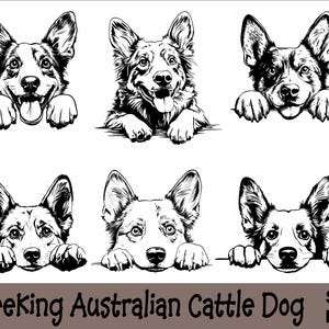 Puede incluir: Ilustraciones en blanco y negro de perros ganaderos australianos asomándose por encima de una superficie. Los perros tienen caras expresivas, algunas mostrando sus lenguas. El texto "Peeking Australian Cattle Dog" está en la parte inferior.