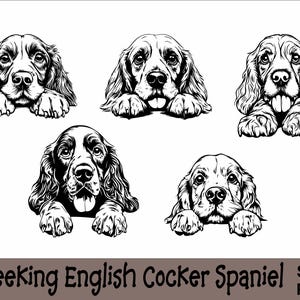 Gluren Engelse cocker-spaniël SVG en PNG-bundel gluren poten, hondenras K-9 dier huisdier puppy honden stamboom logo digitale download