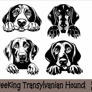 Könnte beinhalten: Schwarzweiß-Illustration von vier Transylvanian Hound Hunden, die über eine Oberfläche schauen. Die Hunde schauen direkt auf den Betrachter mit aufgestellten Ohren.
