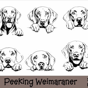 May include: Black and white illustration of six Weimaraner dogs peeking over a surface. The dogs are drawn in a realistic style with detailed features.