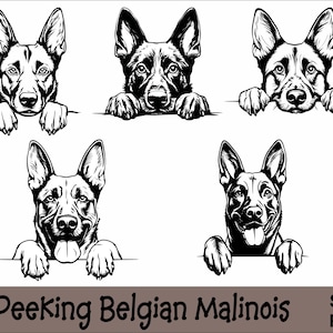 Gluren Belgische Mechelaar SVG en PNG bundel gluren poten, hondenras K-9 dier huisdier puppy honden stamboom logo digitale download