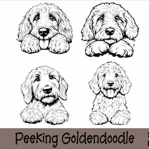 May include: Four black and white line drawings of a Golden Doodle dog peeking from behind a surface. The dog is looking at the viewer with a happy expression.