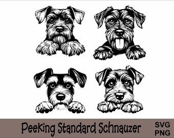Op de afbeelding: Vier zwart-wit illustraties van dwergschnauzers die over een oppervlak kijken. De tekst "Peeking Standard Schnauzer" staat onder de afbeeldingen.