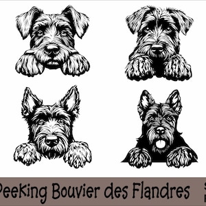 Può includere: Illustrazione in bianco e nero di un Bouvier des Flandres che guarda da sopra una superficie. Il cane ha un'espressione seria e le sue zampe sono visibili.