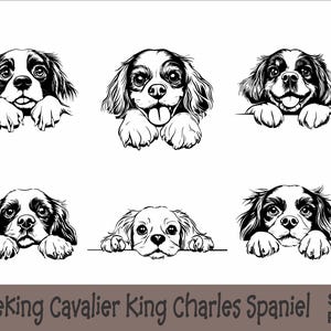 Pacote SVG e PNG de Cavalier King Charles Spaniel | Peeking Paws, Raça de cachorro, K-9, Animal de estimação, Pedigree canino de filhote, Download digital