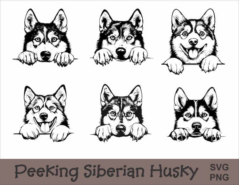 Peeking Siberian Husky SVG and PNG Bundle | Peeking Paws, Dog Breed, K-9, Animal Pet, Puppy Canine Pedigree, Digital Download image 1