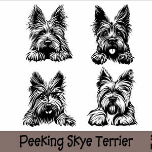 Könnte beinhalten: Schwarz-weiße Silhouette eines Skye Terriers, der über eine Oberfläche schaut. Der Hund schaut direkt auf den Betrachter mit herausgestreckter Zunge.