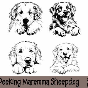 Peeking Maremma Sheepdog SVG en PNG bundel Peeking Paws, hondenras K-9 dier huisdier puppy honden stamboom logo digitale download