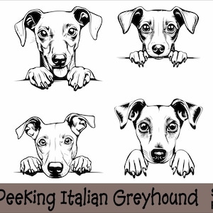 Italiaanse windhond gluren SVG en png-bundel gluren poten, hondenras K-9 dier huisdier puppy honden stamboom logo digitale download