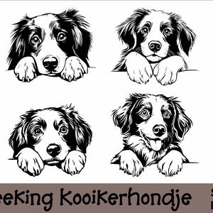 Peeking Kooikerhondje SVG y PNG Bundle Peeking Paws, raza de perro K-9 Animal Mascota Cachorro Pedigrí Canino Logotipo Descarga digital