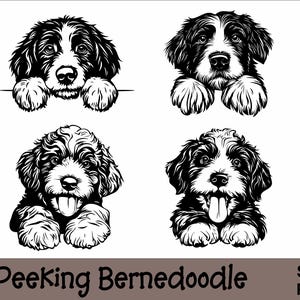 Bundle Bernedoodle SVG et PNG Peeking Paws, chien de race K-9 Animal chiot canin pedigree Logo en téléchargement numérique