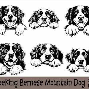 Peeking Berner Sennenhund SVG und PNG Bundle Peeking Paws, Hunderasse K-9 Tier Haustier Welpe Canine Pedigree Logo digitaler Download
