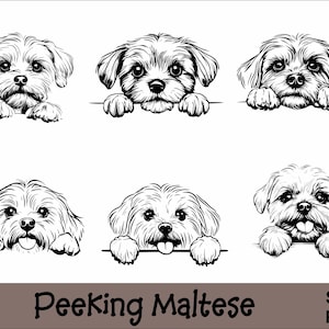 Peeking Maltese SVG and PNG Bundle Peeking Paws, Dog Breed K-9 Animal Pet Puppy Canine Pedigree Logo Digital Download