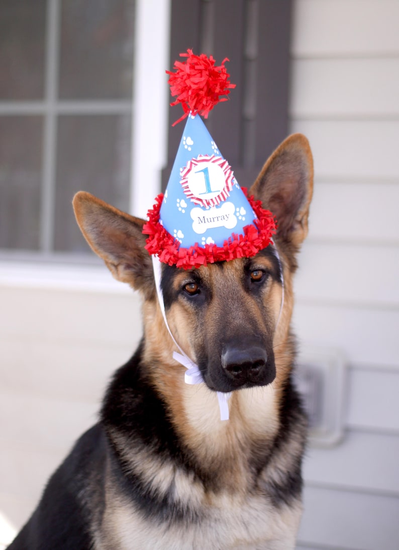 Boy Dog Birthday Hat Personalized, 1st First Gotcha Day Party, Puppy Accessories, Custom Pet Supplies zdjęcie 7