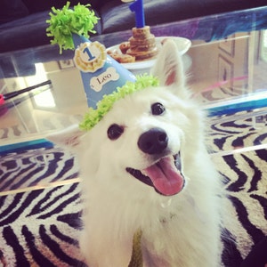 May include: A white dog wearing a blue and green birthday hat with the number "1" and the name "Leo" on it. The dog is smiling and has its tongue sticking out.