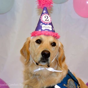 May include: A golden retriever dog wearing a purple and pink birthday hat with the number "2" and the name "Phoebe" on it. The dog is looking at the camera.