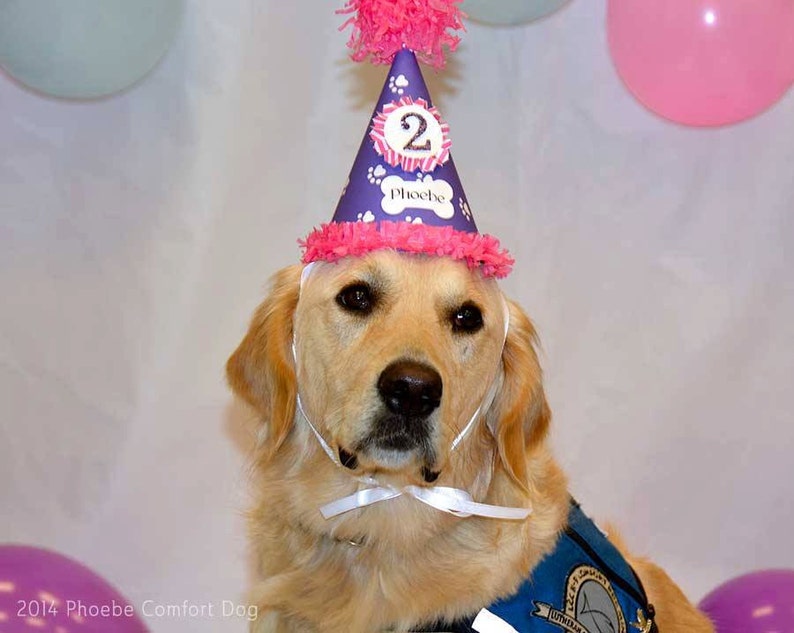 May include: A golden retriever dog wearing a purple and pink birthday hat with the number "2" and the name "Phoebe" on it. The dog is looking at the camera.