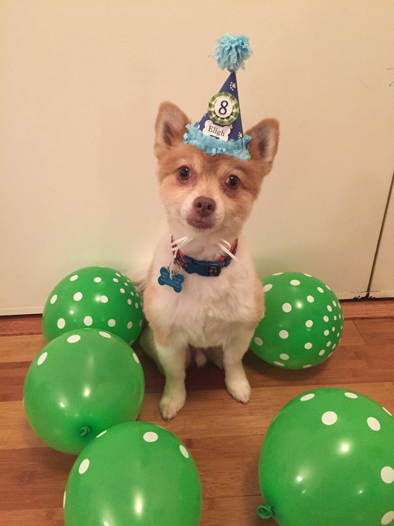 Boy Dog Birthday Hat Personalized, 1st First Gotcha Day Party, Puppy Accessories, Custom Pet Supplies zdjęcie 6