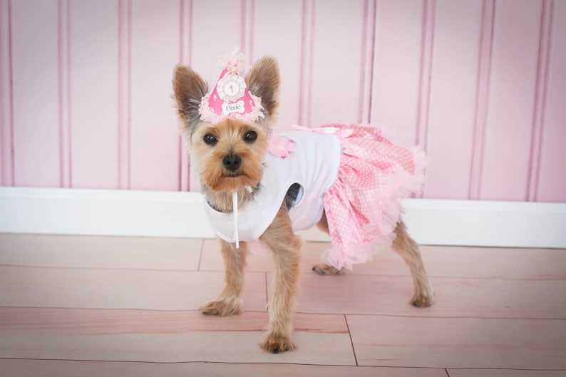 May include: A small, brown and white dog wearing a pink and white tutu and a pink birthday hat with the number "1" on it. The dog is standing on a light wood floor in front of a pink wall.