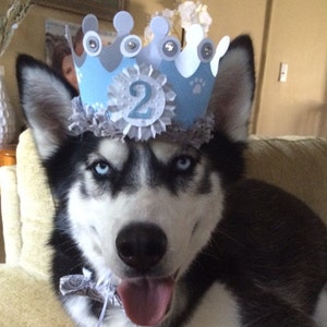 May include: A black and white husky dog wearing a blue and gray birthday crown with the number "2" on it. The dog is sitting on a light brown couch and has its tongue sticking out.