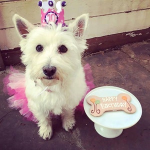 Couronne d'anniversaire chien fille, fournitures pour animaux de compagnie, décorations de fête de chiot diadème de chapeau, accessoire photo de chien image 5