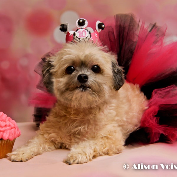 Girl Dog Tutu and Birthday Crown Tiara or Hat Set, Puppy Party Smash Cake Photo Props, Pet Accessories outfit