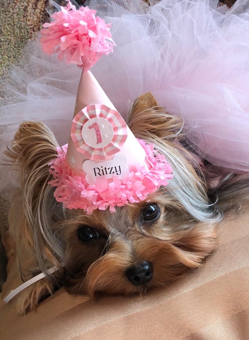 May include: A small brown and white dog wearing a pink birthday hat with a white number one and the name "Ritzy" on it. The dog is wearing a pink tulle skirt.