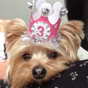 May include: A small, brown and white dog wearing a pink and white crown with a silver number "3" on it. The dog is looking at the camera.