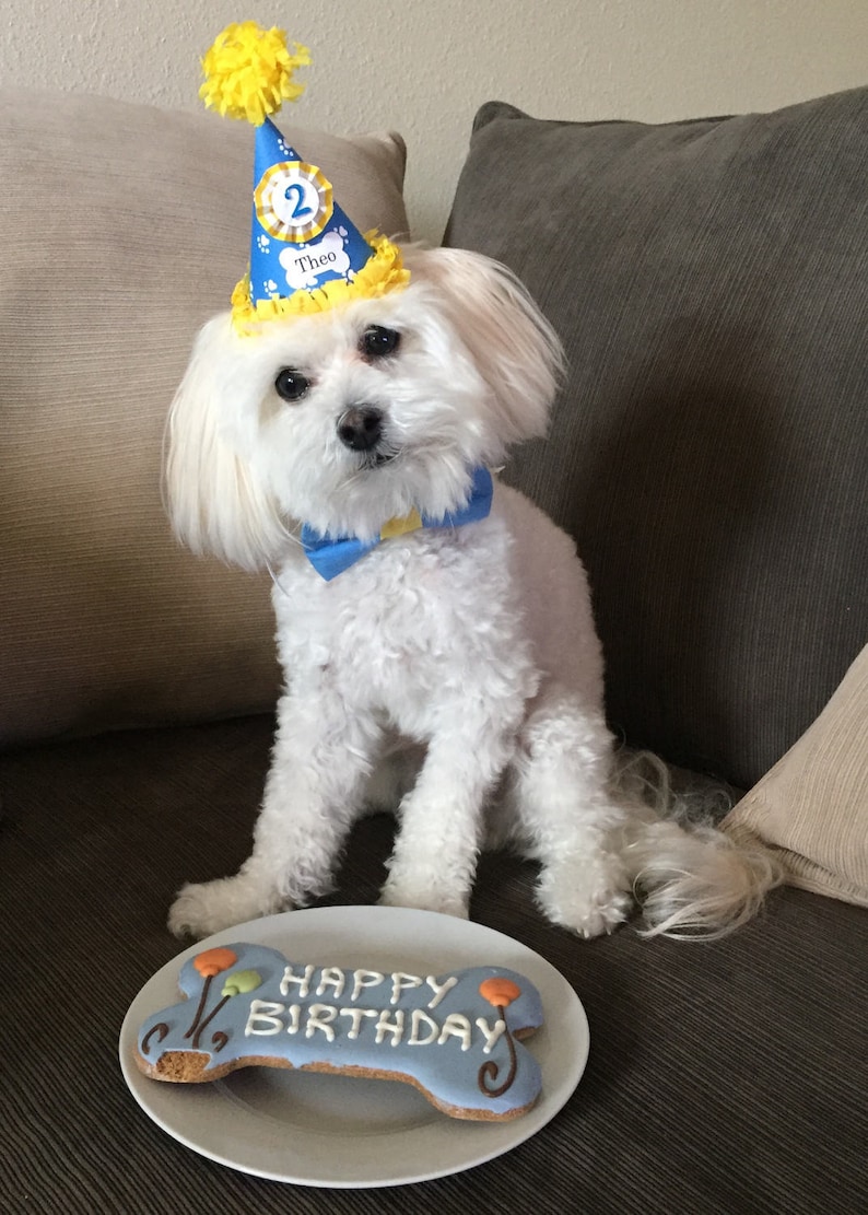 May include: A white dog wearing a blue and yellow birthday hat with the name "Theo" and the number "2" on it. The dog is sitting on a couch and looking at the camera. The dog is wearing a blue bow tie. In front of the dog is a blue and white bone-shaped cookie that says "Happy Birthday".
