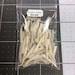 Ridged Dentillium