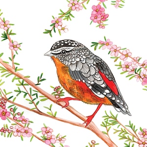 Spotted pardalote greeting card (vertical)