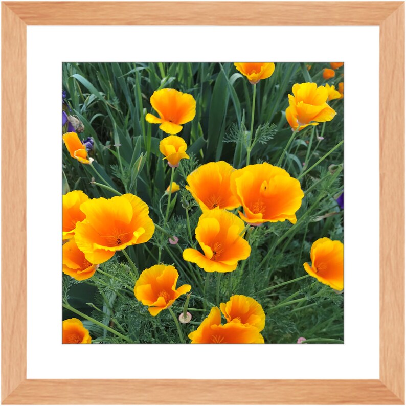 Orange Dots shops Framed Prints