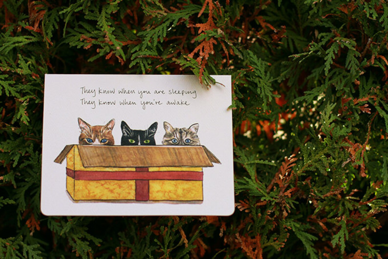 Cats in a Box Holiday Card Etsy