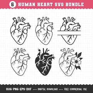 May include: A digital download bundle featuring six stylized human heart designs in black and white. The designs include detailed anatomical illustrations, with one featuring a floral accent. Text at the top reads "6 HUMAN HEART SVG BUNDLE".
