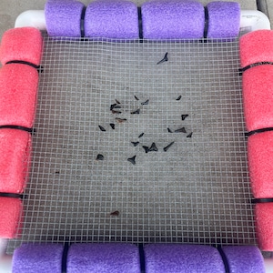 May include: A close-up of a mesh screen with a collection of small, dark grey shark teeth. The screen is surrounded by a purple and pink pool noodle border.