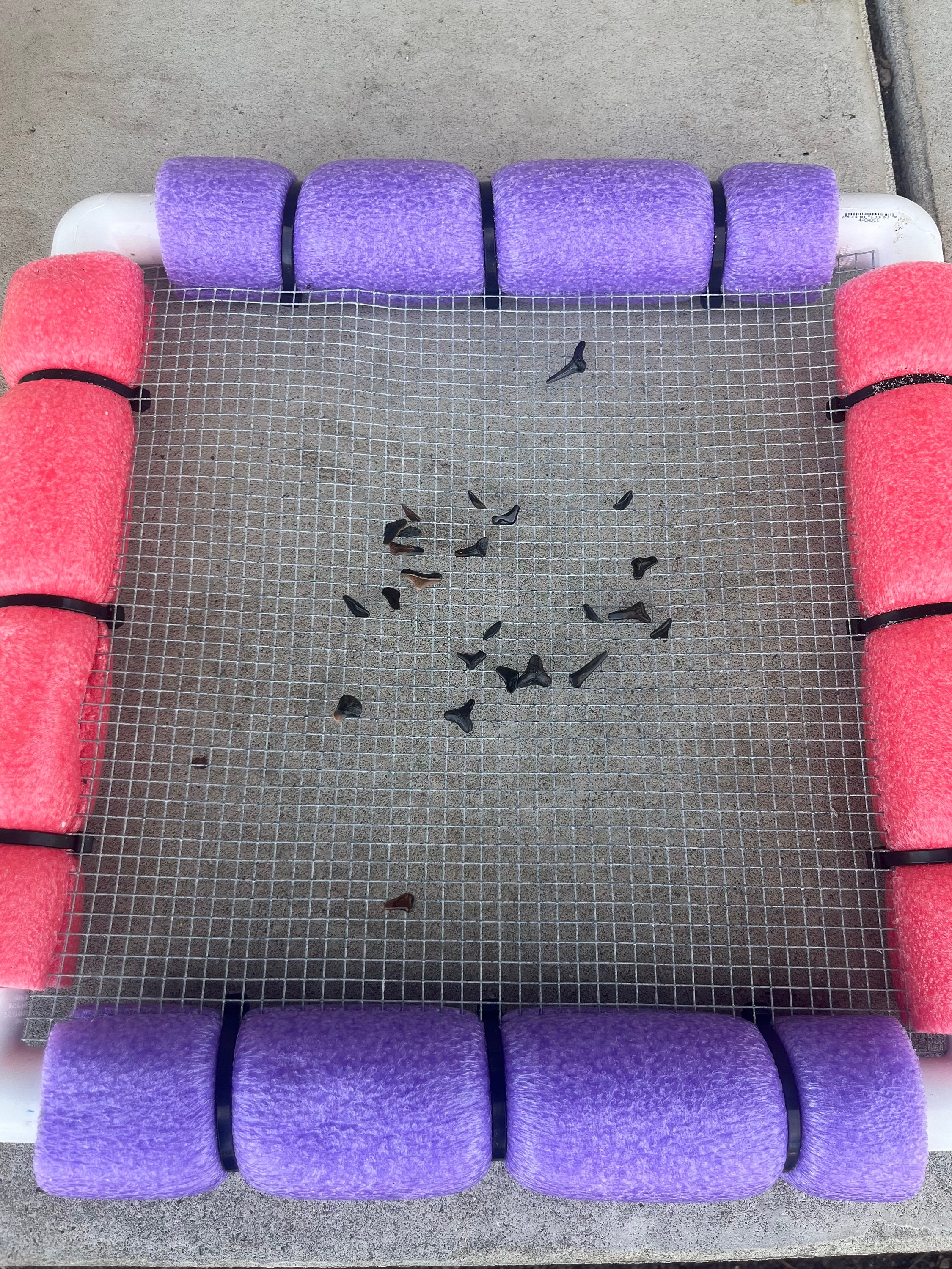 Shark teeth and Sea Shell Sifter