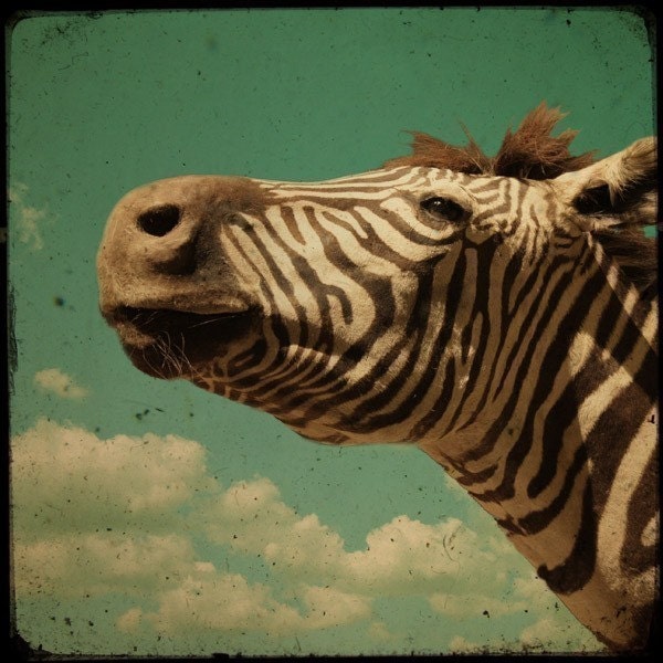 Melancholy Zebra - 8x8 inch Fine Art Photograph Signed